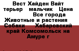 Вест Хайден Вайт терьер - мальчик › Цена ­ 35 000 - Все города Животные и растения » Собаки   . Хабаровский край,Комсомольск-на-Амуре г.